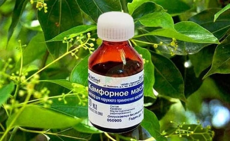 1  Камфорное масло полезные и лечебные свойства, противопоказания, инструкция по применению, отзывы. Рецепты применения камфорного масла при боли в ушах, простуде, насморке, мастопатии, лактостазе, для роста волос, бровей, ресниц, лица, от целлюлита.  Применение камфорного масла в домашних условиях.
До недавнего времени камфорное масло можно было увидеть практически в каждой домашней аптечке. Но по мере того как в аптеках стали появляться препараты нового поколения, способные одновременно бороться с воспалительным процессом и стимулировать восстановление организма, люди стали забывать об этом резко пахнущем лекарстве.
Но как показывает практика, с его помощью можно избавиться от множества патологий. Оно может вернуть здоровье волосам, ногтям и коже. Помимо этого, его можно использовать для лечения простудных, гинекологических и сосудистых проблем.
Из чего делают камфорное масло: Состав средства.
Камфорное масло — это прозрачный маслянистый продукт с резким запахом светло-желтого цвета. Добывают его из коры коричника камфорного или как его еще называют лавр камфорный. Что касается состава этого лекарства, то чаще всего в аптеках продают средство, в котором помимо непосредственно масла камфоры содержится небольшое количество вспомогательных веществ. Правда их количество настолько маленькое, что они никак не ухудшают полезные свойства этого природного лекарства.
Состав средства:
Камфорное масло — 80%
Цинеол — 10%
Сафрол — 5%
Пинен — 5%
Камфорное масло полезные и лечебные свойства для взрослых и детей.
Как уже упоминалось в самом начале нашей статьи, камфорное масло обладает хорошими восстановительными и регенерационными свойствами. Попадая в тело человека или просто соприкасаясь с его кожей, оно буквально сразу начинает блокировать воспалительный процесс тем самым, не давая патологии усугубляться. Как только возбудители болезни погибают, оно начинает стимулировать усиление кровообращения, запуская регенерационные процессы. 
Полезные и лечебные свойства камфорного масла:
Сосудорасширяющие
Обезболивающие
Антисептические
Охлаждающие
Противовоспалительные
Противоотечные
Как делать компресс с камфорным маслом на ухо, грудь, горло, при лактостазе, на суставы, колени: инструкция.
Компресс с камфорным маслом.
Перед тем как рассказать вам как правильно делать компресс с камфорным маслом, хочется предупредить что лечить им детей до 3 лет надо очень осторожно. Перед тем как прикладывать его к больному месту, обязательно проведите тест на аллергическую реакцию.
В случае если кожа не покроется сыпью и не покраснеет, можете смело делать компресс. Для проведения этой процедуры камфорное масло надо будет немного развести теплой водой. Что касается детей более старшего возраста и взрослых людей, то они могут использовать средство в чистом виде.
Итак: Для начала приготовьте кусок марли, пищевую пленку или просто полиэтилен, и длинное хлопчатобумажное полотенце
Когда все будет готово, прогрейте камфорное масло, смочите в нем марлю, слегка ее отожмите и распределите на больном участке кожи
Прикройте все пищевой пленкой и укутайте полотенцем или пуховым платком
Оставаться такой компресс на коже может от 1 до 4 часов
В случае если болезнь проходит очень тяжело, меняйте марлю каждые 2 часа
Камфорное масло при болях в ухе, отите: инструкция по применению

Камфорное масло при болях в ухе, отите
Те, кто хотя бы раз сталкивался с отитом, знает насколько много дискомфорта доставляет это заболевание. Самым неприятным симптомом данной патологии является болевой синдром, который практически нельзя блокировать обезболивающими средствами. 
Именно поэтому большое количество специалистов советуют своим пациентам использовать для борьбы с отитом камфорное масло. Так как оно способно одновременно обезболивать и лечить, то облегчение наступает намного быстрее чем от других лекарств.
Рекомендации по использованию:
Закапывание — по 1-2 капли в каждое ухо 2-3 раза в сутки
Компресс — меняется каждые 4 часа
Камфорные турунды — тампоны закладываются в ухо не более чем на 2 часа.
Камфорное масло при заложенности в ухе, ушной пробке: рецепт применения.
Если вы хотите избавиться от ушной пробки максимально комфортным способом, то камфорное масло это именно, то что вам нужно. Его маслянистая структура очень быстро разрушит плотную пробку, и вы сможете избавиться от нее простым промыванием ушной раковины теплой водой.
Итак: 
Подогрейте масло до 36 градусов
Возьмите небольшой ватный тампон, смочите его масле
Хорошенечко отожмите его и заложите в ухо
Оставьте его там на 1 час, а затем повторите процедуру
После третьей замены ватного тампона серная пробка размягчиться и начнет выходить наружу
Камфорное масло при простуде, кашле, бронхите: рецепт применения.
В случае если вы хотите избавиться от кашля при помощи камфорного масла, тогда вам придется регулярно делать ингаляции и усиливать их действие камфорными компрессами. Так как о том, как делать компресс мы вам уже рассказали, то сейчас просто познакомим с несколькими эффективными рецептами для ингаляций.

Рецепт №1:

Для начала поставьте вариться на плиту картофель в мундире
Когда он будет готов, слейте кипяток в другую емкость и добавьте сюда же 10-12 капель камфорного масла
Подождите пока кипяток остынет до 65 градусов, наклоните над ним голову, прикройте ее полотенцем и начинайте глубоко дышать
Если у вас есть аптечный ингалятор, тогда проведите процедуру с его помощью
Рецепт №2:

Подогрейте воду до 45 градусов
Растворите в ней небольшое количество меда, а затем добавьте в жидкость камфорное масло
Подышите теплым паром на протяжении 10-15 минут
Камфорное масло при насморке, гайморите
Если вы уже пользовались камфорным маслом, то наверняка знаете, что оно имеет очень резкий запах. Ввиду этого, если вы закапаете его в нос в чистом виде, то это может вызвать не совсем приятные ощущения.
Также данное лекарство способно сильно раздражать слизистые и именно поэтому его надо хотя бы немного разбавлять другими лечебными компонентами. Это могут быть, например, эфирные масла.
Итак: Подогрейте половинку чайной ложки камфорного средства до 37 градусов
Добавьте в него 2 капли масла чайного дерева
Аккуратно все перемешайте, наберите в пипетку и закапайте в нос
Закапывайте по 1-2 капли в каждую ноздрю
Проводить данную процедуру надо 3-4 раза в сутки
Камфорное масло при геморрое
Так как камфорное масло обладает противовоспалительными, охлаждающими и регенерационными свойствами, то достаточно быстро убирает все неприятные симптомы геморроя. Если вы не будете запускать данную патологию и начнете с ней бороться при самых первых проявлениях, то вполне вероятно вам удастся избежать появления болезненных трещинок и шишек.
Способы использования:
В чистом виде. В этом случае лекарственным средством надо будет обрабатывать анальное отверстие после каждого акта дефекации. Это поможет уменьшить жжение и уберет воспаление.
Камфорные тампоны. Ватный тампон небольшого размера смачивается в камфорном масле и вводится в анальное отверстие на 30-40 минут. Приблизительно после 7-й процедуры геморрой пропадает.
