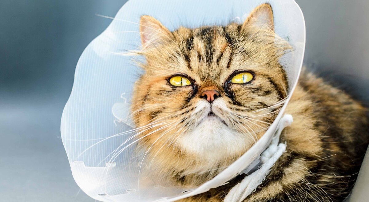 Надо ли стерилизовать кошек сегодня, когда есть препараты | Мир Корма -  гипермаркет зоотоваров | Дзен