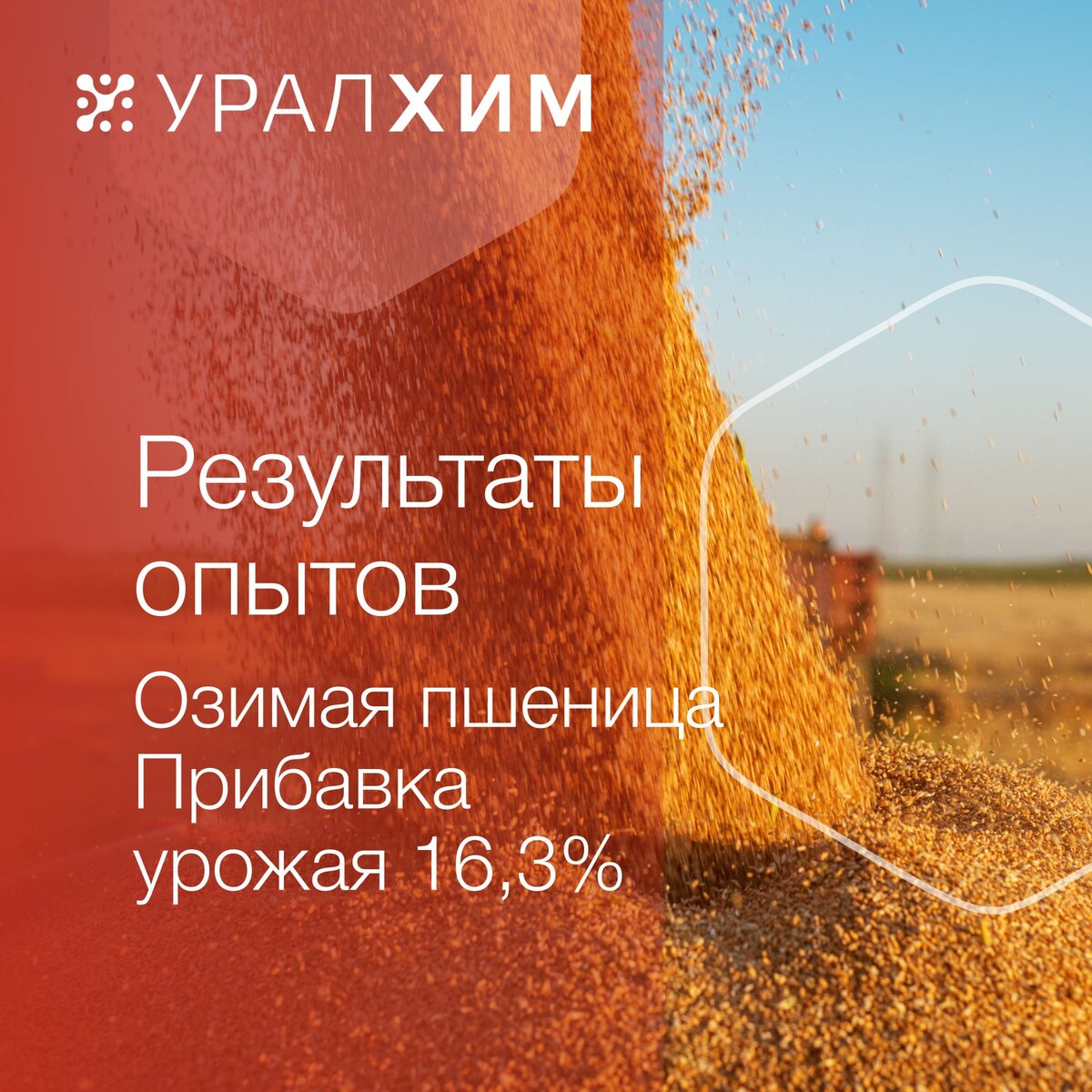 Результаты опытов на озимой пшенице