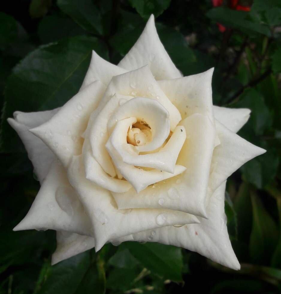 Шампанье. Флорибунда