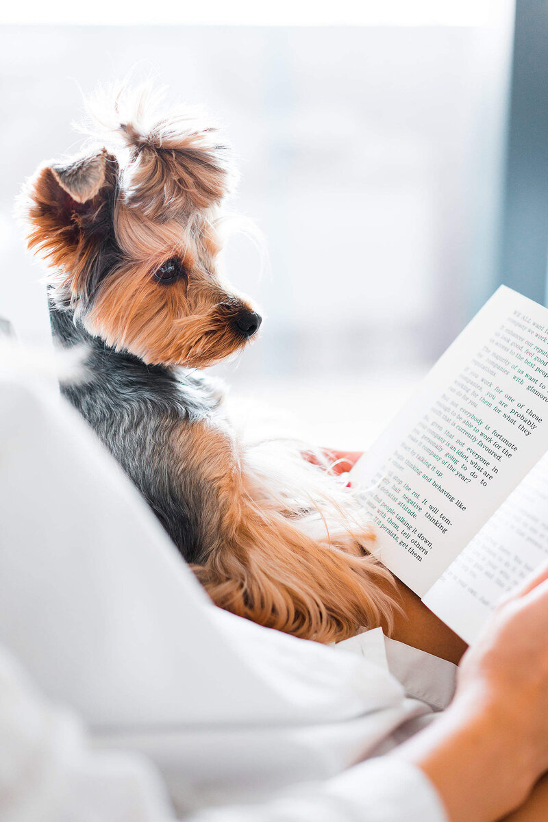 https://picjumbo.com/cute-dog-reading-a-book/