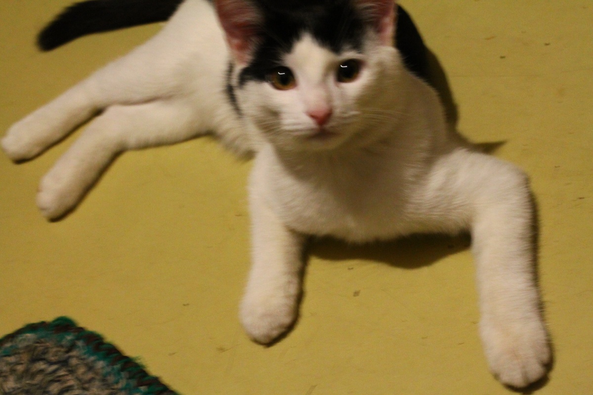 У Кузнечика впереди две прививки, кастрация, нужен будет корм для профилактики мочекаменной болезни. Была многократная и расходная обработка от паразитов.