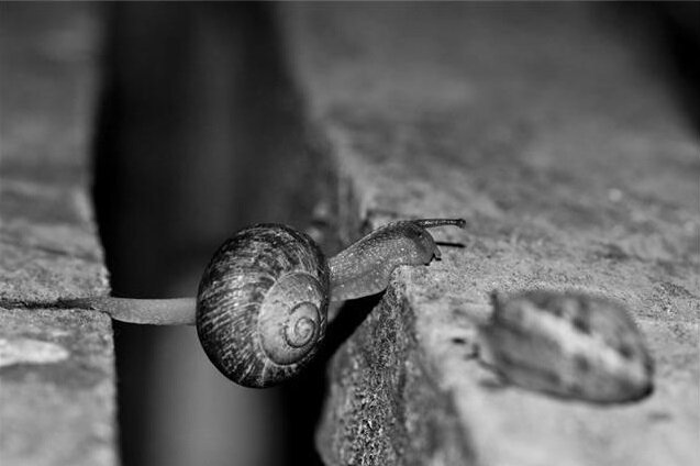 Прошу прощения за черно-белое оформление, но мне очень понравилось фото) Даже улитка решилась на отчаянный шаг - вот у нее мотивация!                             za.pinterest.com