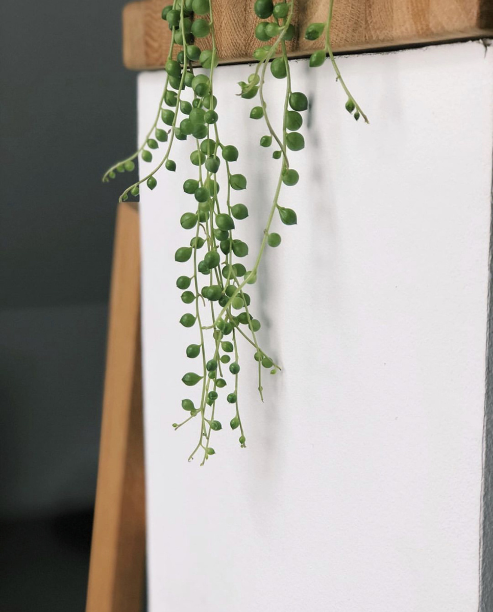 Крестовник Роули, светолюбивый суккулент