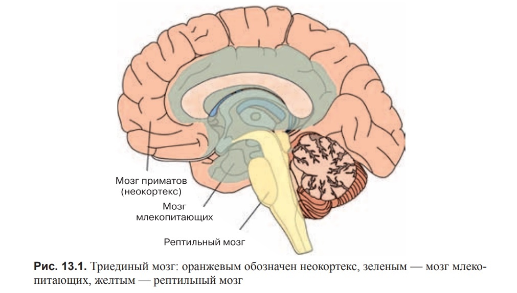 Мозг, познание, разум: введение в когнитивные нейронауки: в 2 ч. Ч. 2 / под ред. Б. Баарса, Н. Гейдж ; пер. с англ. под ред. проф. В. В. Шульговского.  — М. : БИНОМ. Лаборатория знаний, 2014.