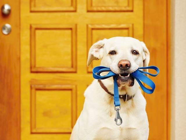 Яндекс картинки