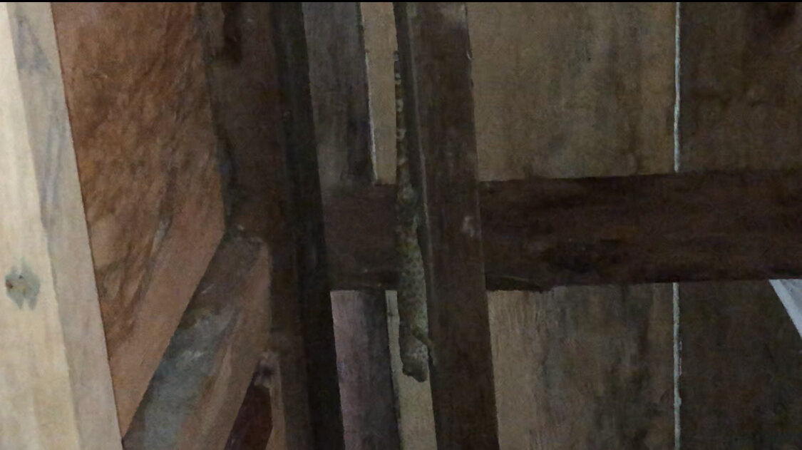 Малыш Гекко 