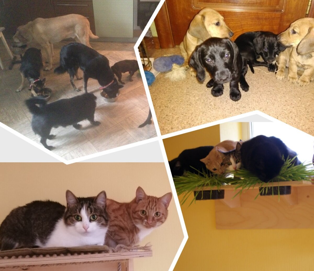 Некоторые наши подопечные