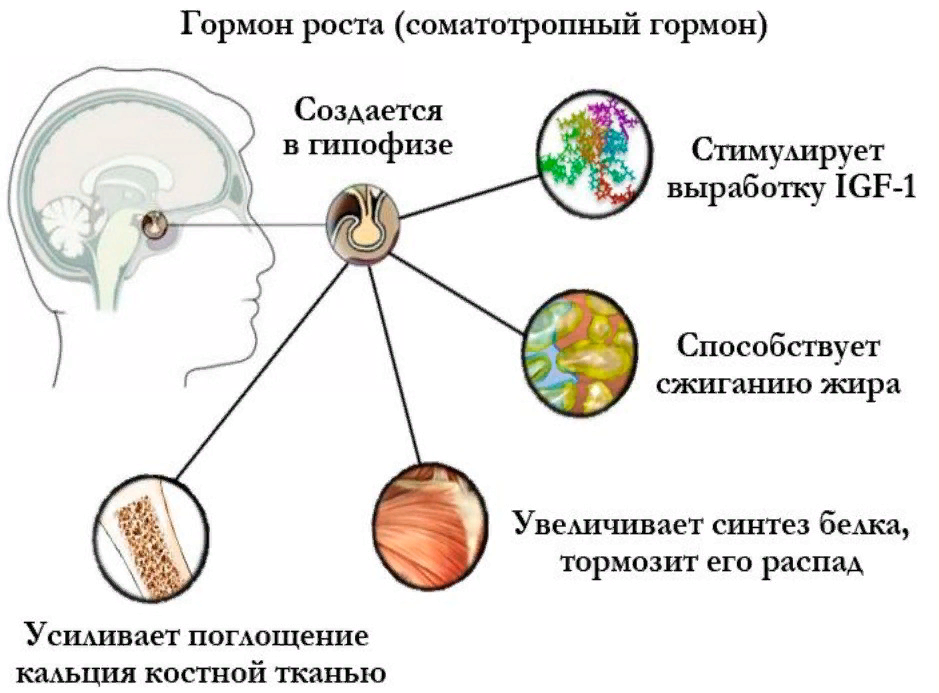 Какой орган отвечает за выработку. Гормон роста (соматотропин) синтезируется. Орган вырабатывающий гормон роста. Гормон роста (соматотропный гормон) вырабатывается:. Основные функции гормона роста.