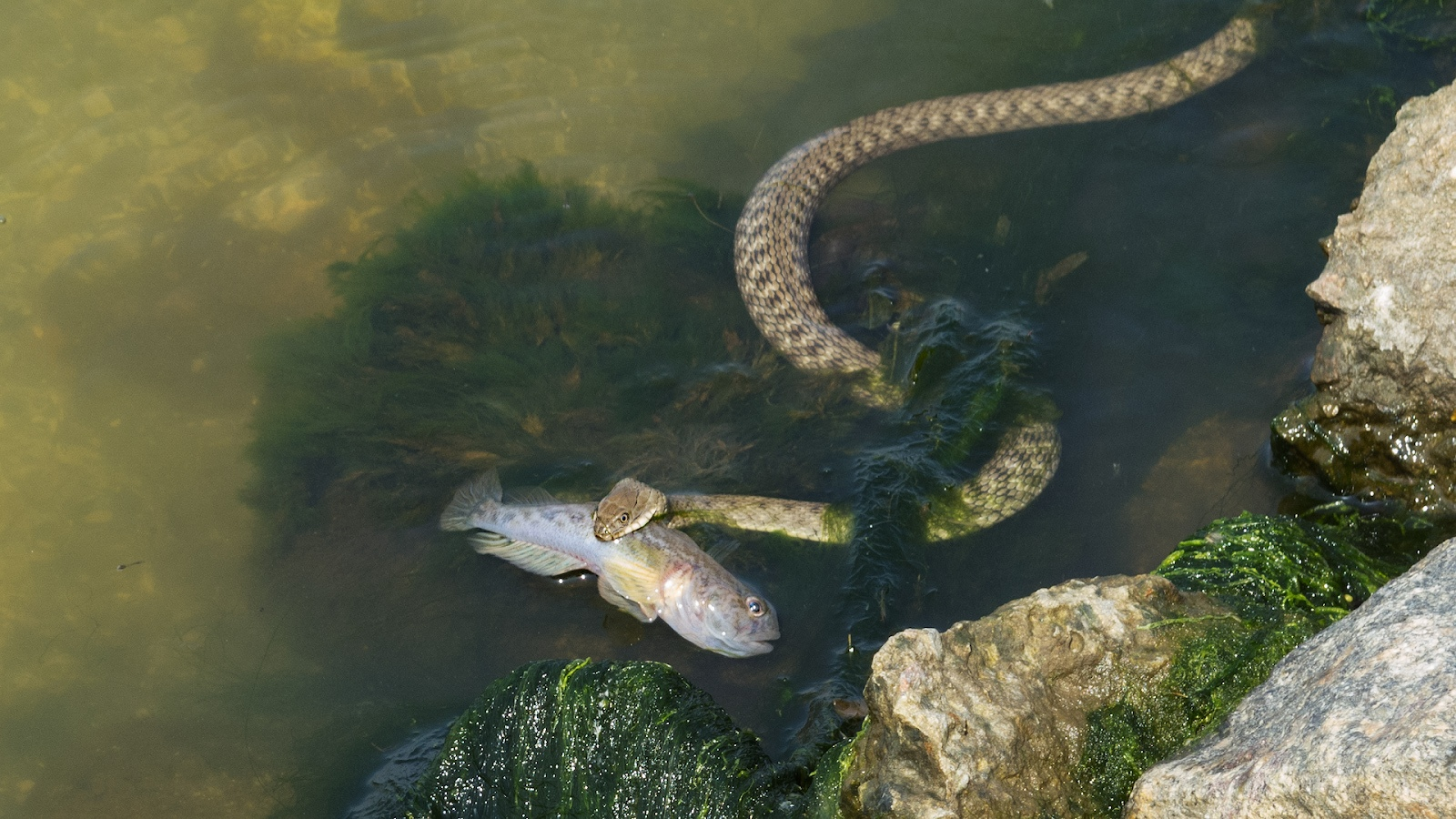 Много змей в воде. Водяной уж (Natrix tessellata). Бычколов змея. Уж водяной Natrix tessellata (Laurenti, 1768),. Водяная гадюка.