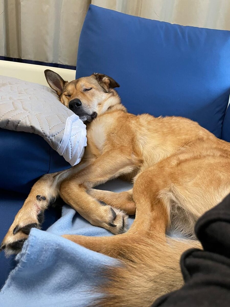 Послепрогулочный сон