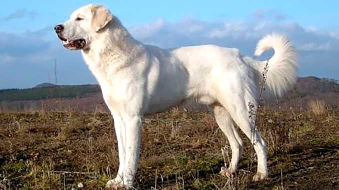 Источник фото: google-картинки