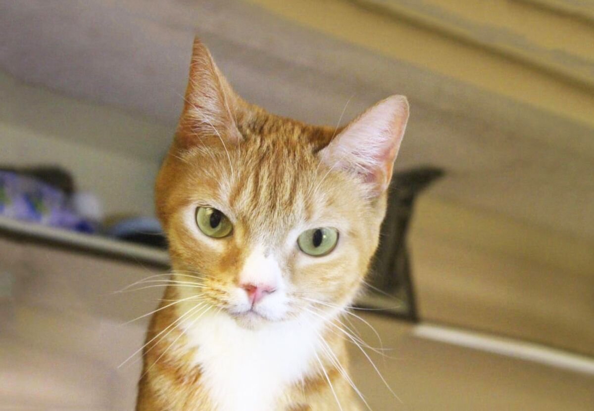 увидееого неразвидеть. британцы экономят на еде. обратный кот. обратный кот. приколы из кошачьей шерсти.