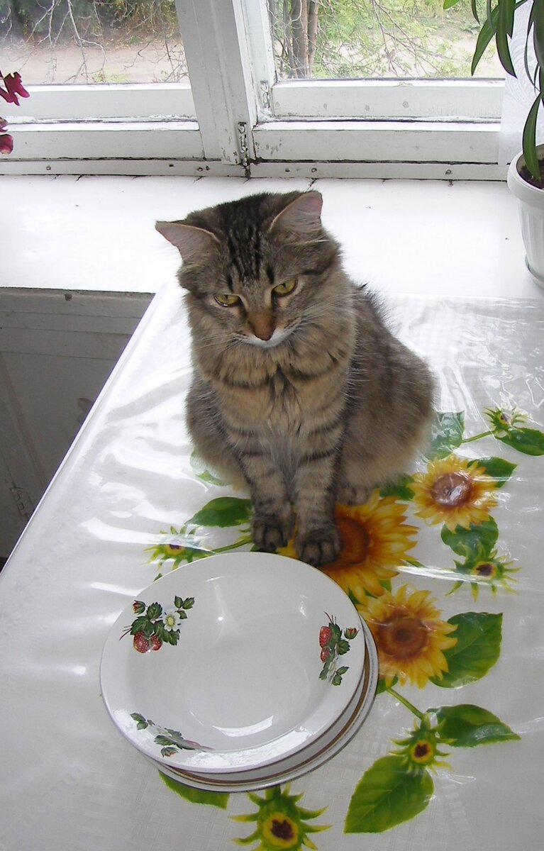 Киса себя любит. Будь как киса.