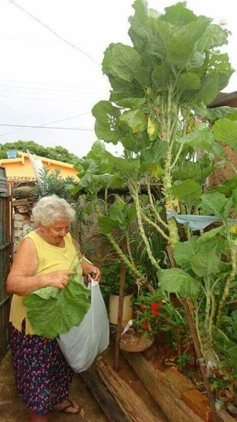 Фото s-media-cache-ak0.pinimg.com