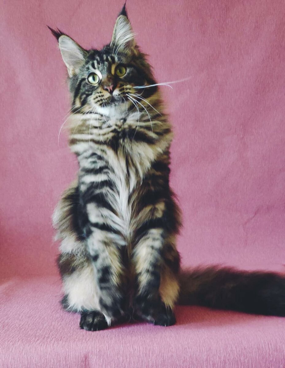 Первое фото. Ферро.