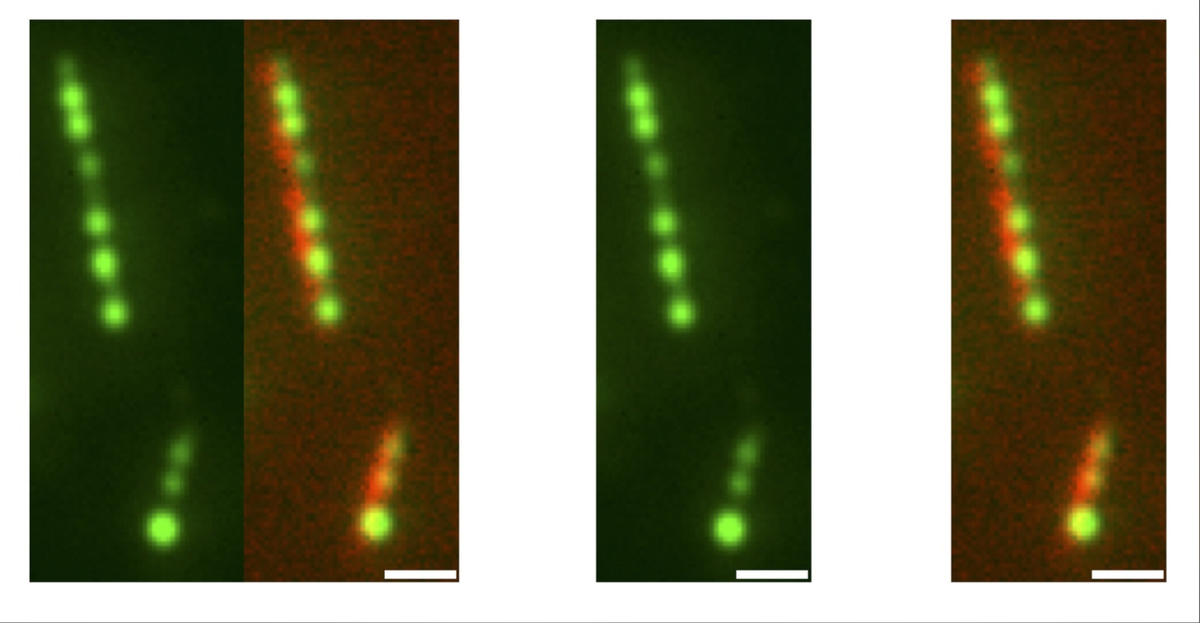 Учёные из лаборатории Принстонского университета Джошуа Шевитц, Говард стоун и Сабина Петри открыли, что  поверхностное натяжение заставляет белок TPX2, который обычно находится в  состоянии, подобном жидкому, формировать глобулы, которые становятся  центрами образования ветвящихся микротрубочек во время деления клеток.  Статья с деталями этих открытий опубликован в выпуске журнала Nature  Physics. На иллюстрации показаны микрофотографий «бусины» TPX2 (зелёные)  на микротрубочках (красные). Линия масштаба — 1 микрометр. Авторы:  Сагар Сетру, Бернардо Гувейя, Раймундо Альфаро-Ако, Джошуа Шевитц,  Говард А. Стоун и Сабина Петри