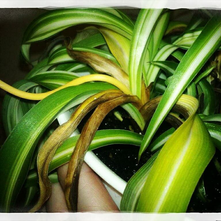 У хлорофитума гниют корни, это следствие залива 