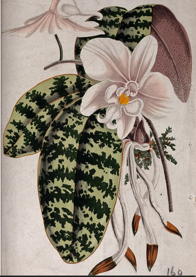 Phalaenopsis schilleriana около 1870 г. Изображение предоставлено: Wellcome Images // CC BY 4.0