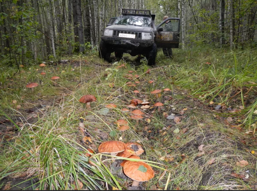 Яндекс картинки