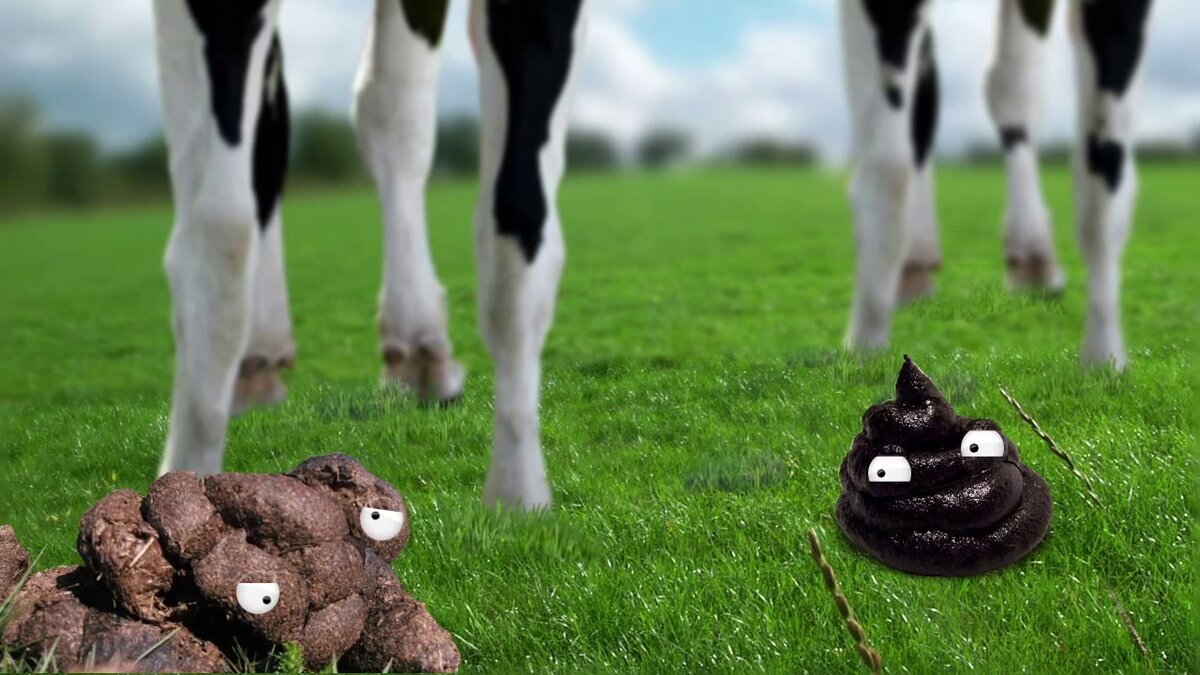 Реклама коровы за рубежом. Корова за рулем. Vaca ашкуди. Коровьи лепешки на дороге. Почему коровы какают