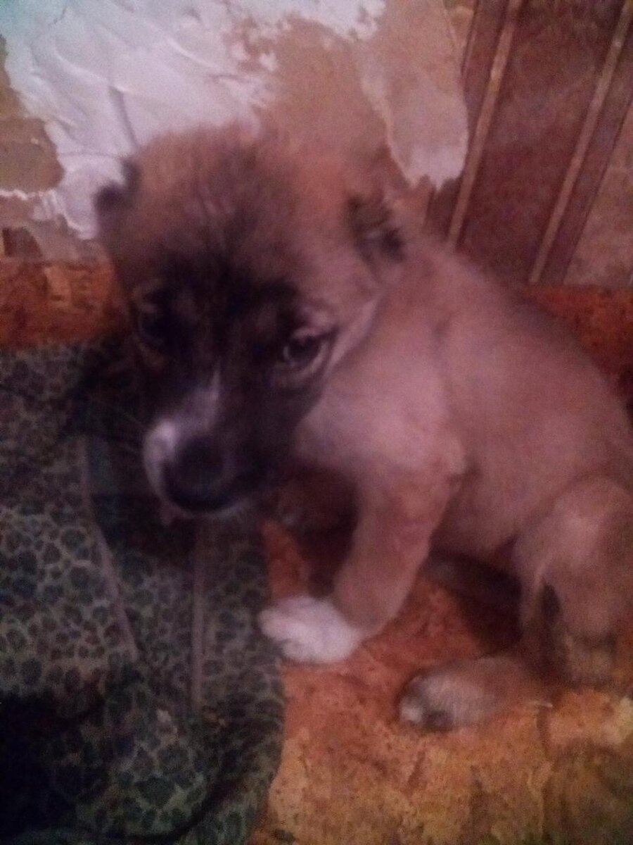 Саяна, сразу после того, как вытащили ее из сугроба