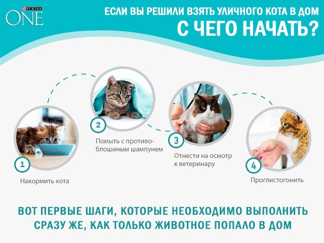 Важные процедуры для уличного кота