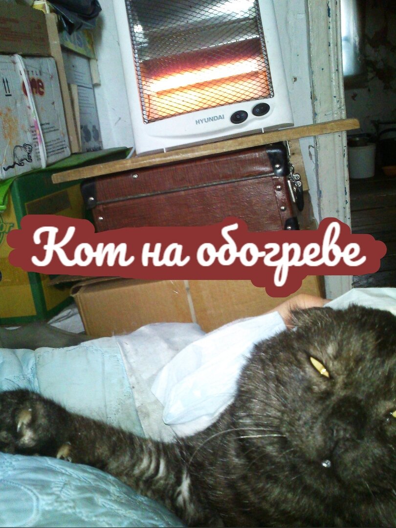ФОТО В ПРОЦЕССЕ НАШЕГО С КОТОМ ДИАЛОГА
