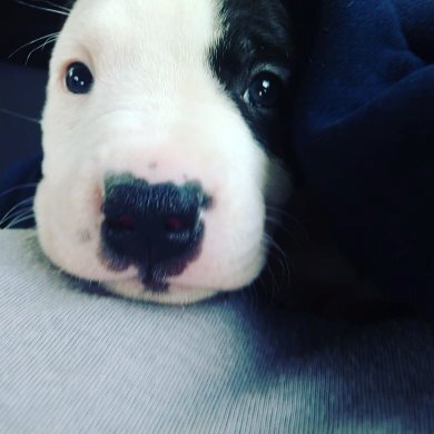 Шери едет домой, фото автора