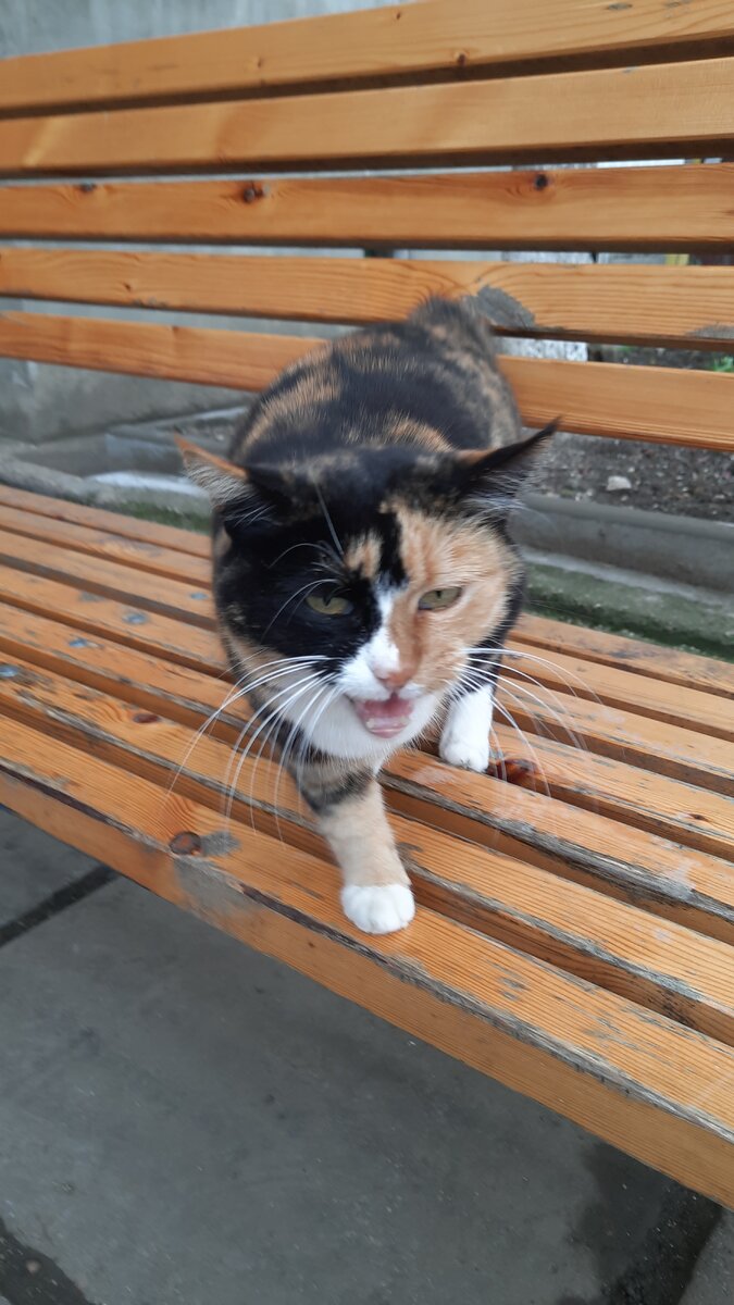 Несчастный взгляд, несмотря на то, что животное явно подкармливают.