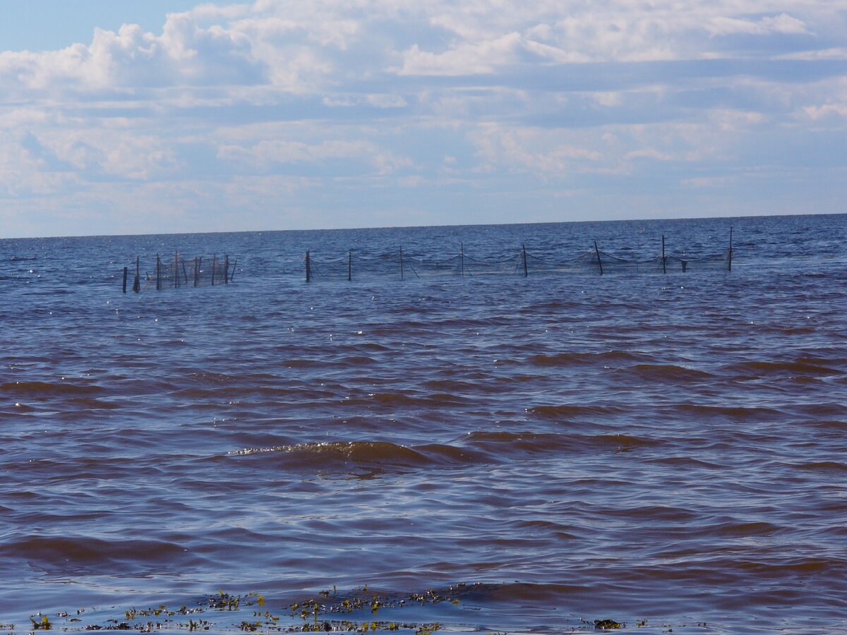 Полная вода белое море
