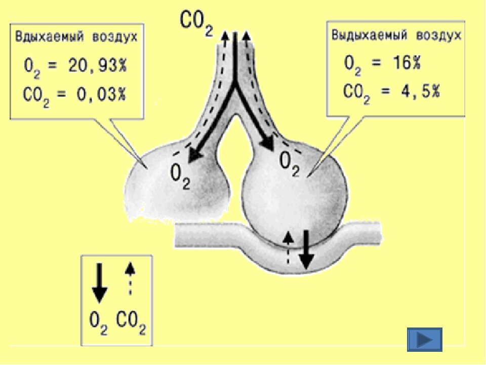 Из интернета. Циркуляция воздуха в легких наглядно.