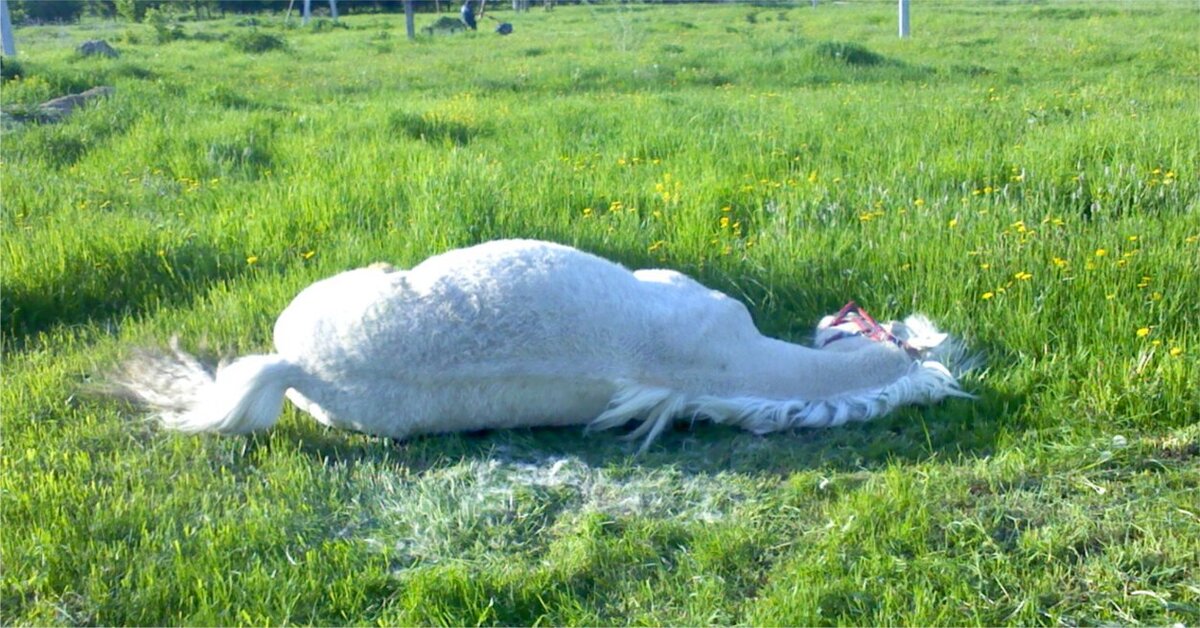 Лошадь валяется в траве. Фото автора