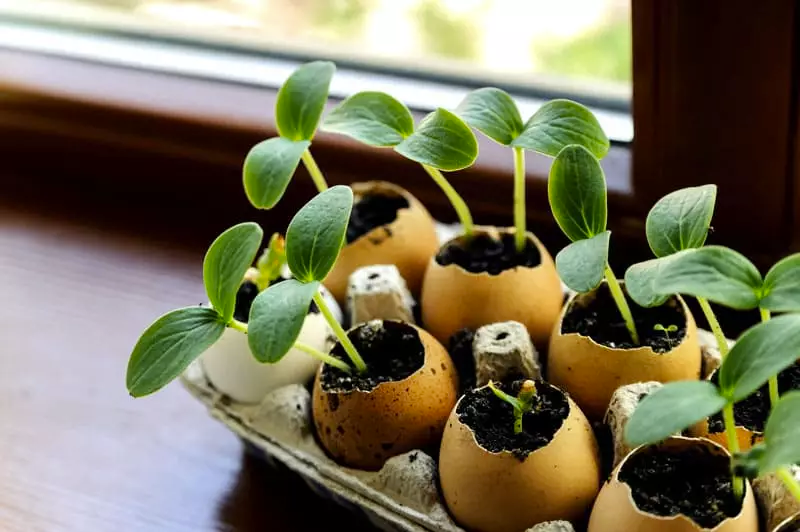 Для более быстрого эффекта скорлупу можно раскрошить