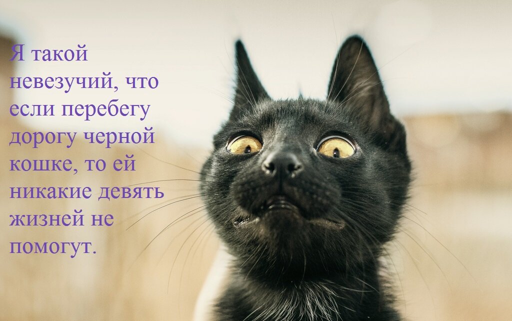 Вас это удивляет. Испуганные кошки. Кошка в испуге. Удивленный кот. Испуганный черный кот.