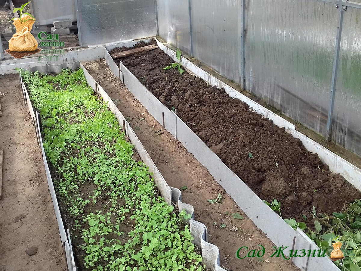 Зелень весной в парнике. Мох в теплице. В теплице зеленеет. Земля в теплице. Грунт для теплицы.