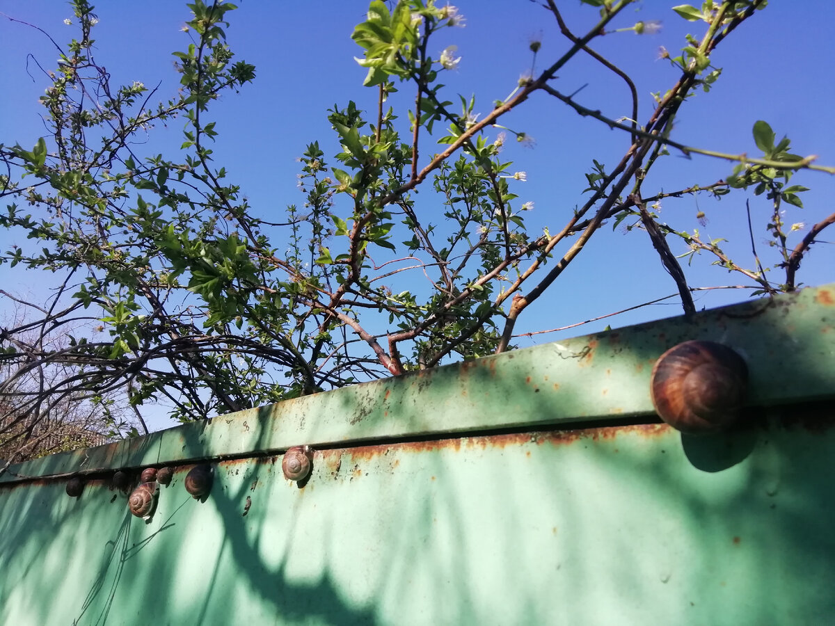 улитки повылазили греться, заприметили их на одном из заборов по дороге к парку