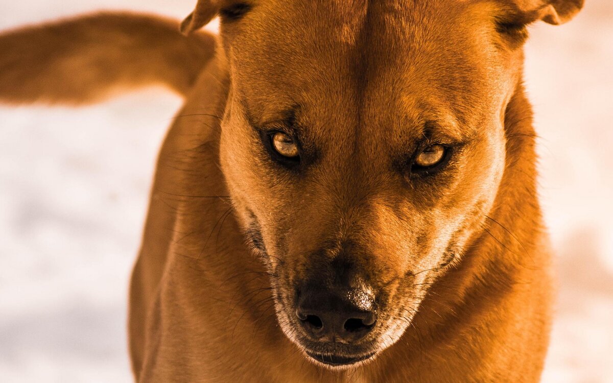 Яндекс картинки