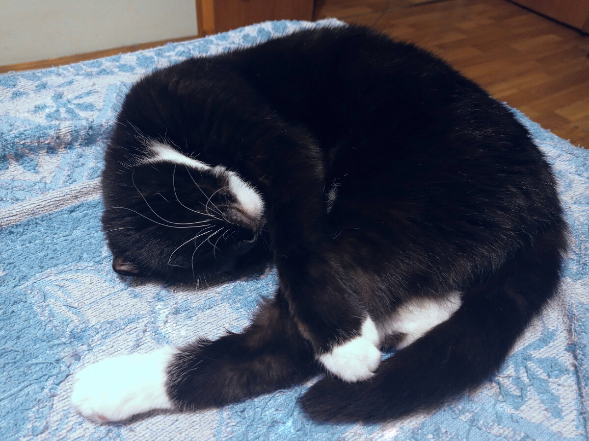 В вашу жизнь ворвался спящий Сурен. Скажите ему тоже "Привет"