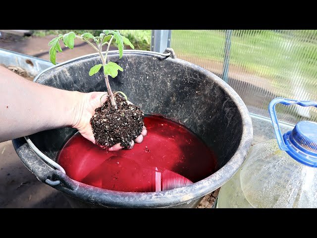 Еси хотите поддержать , вот реквезиты (сбер) - 5*3*3*6-6*9*0*1-7*5*1*7-7*5*2*8