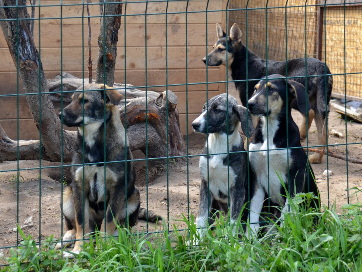 Щенки на передержке. Время идет, "дети" растут. Фото из личного архива