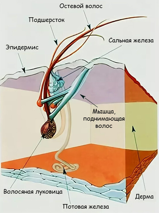 Чем отличается шерсть от волос. Строение шерстного Покрова. Строение остевого волоса. Строение шерсти животных. Структура шерсти кошек.