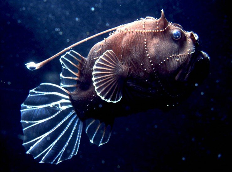Как выглядят самые жуткие глубоководные существа: подборка фото ужасающих жителей подводного мира