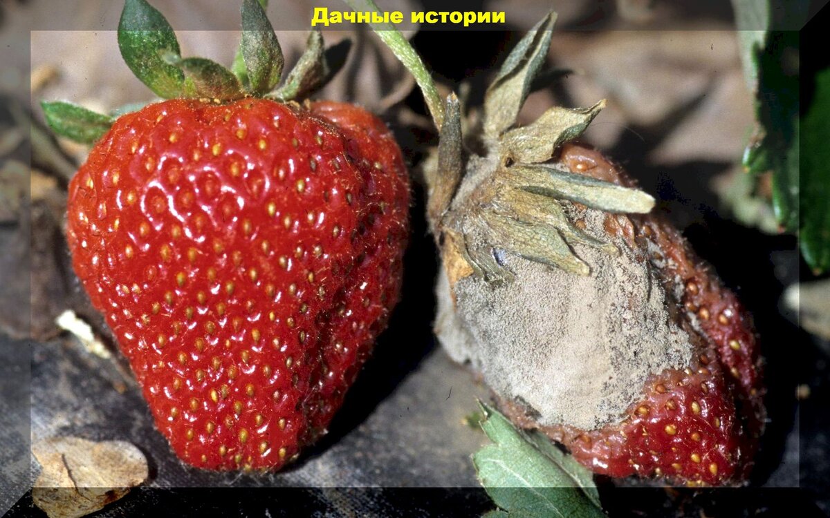 https://vk.com/photo-159774511_457248014