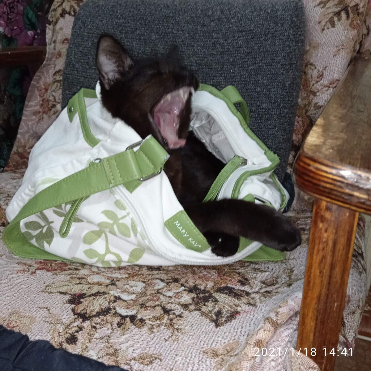 Ночка в сумке