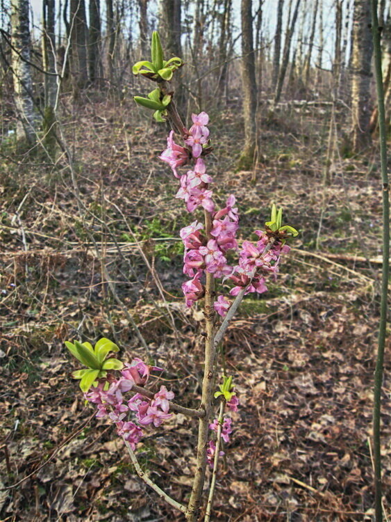 Дафна в лесу Daphne mezereum