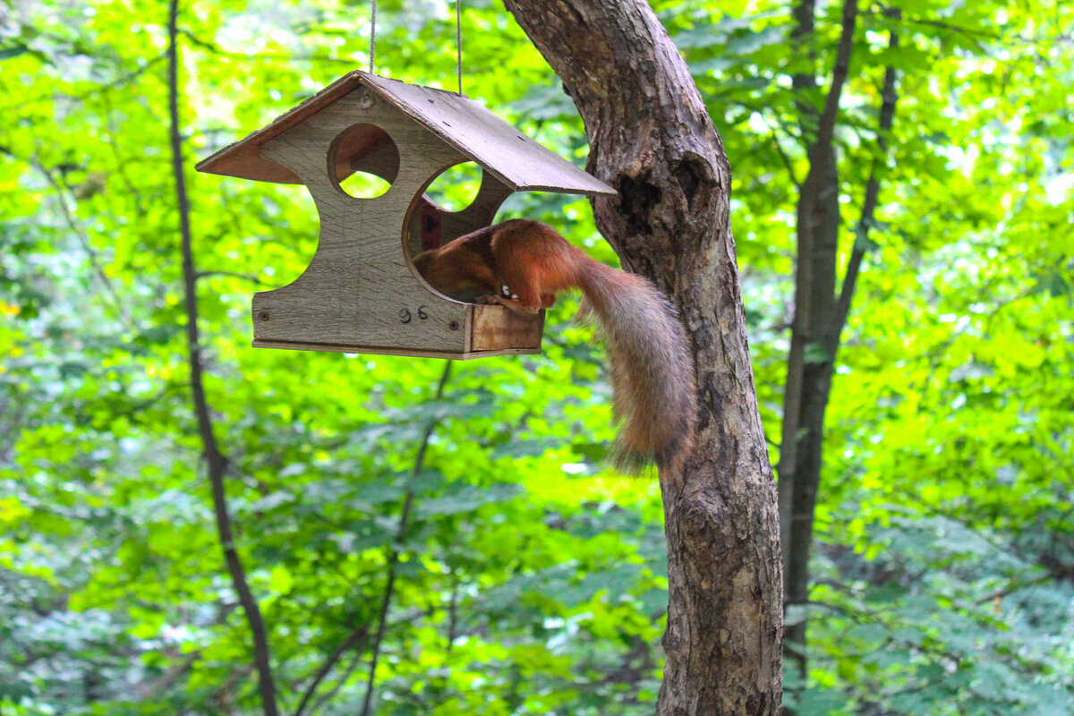 Белка с прошлого поста всё ещё энергичная :)