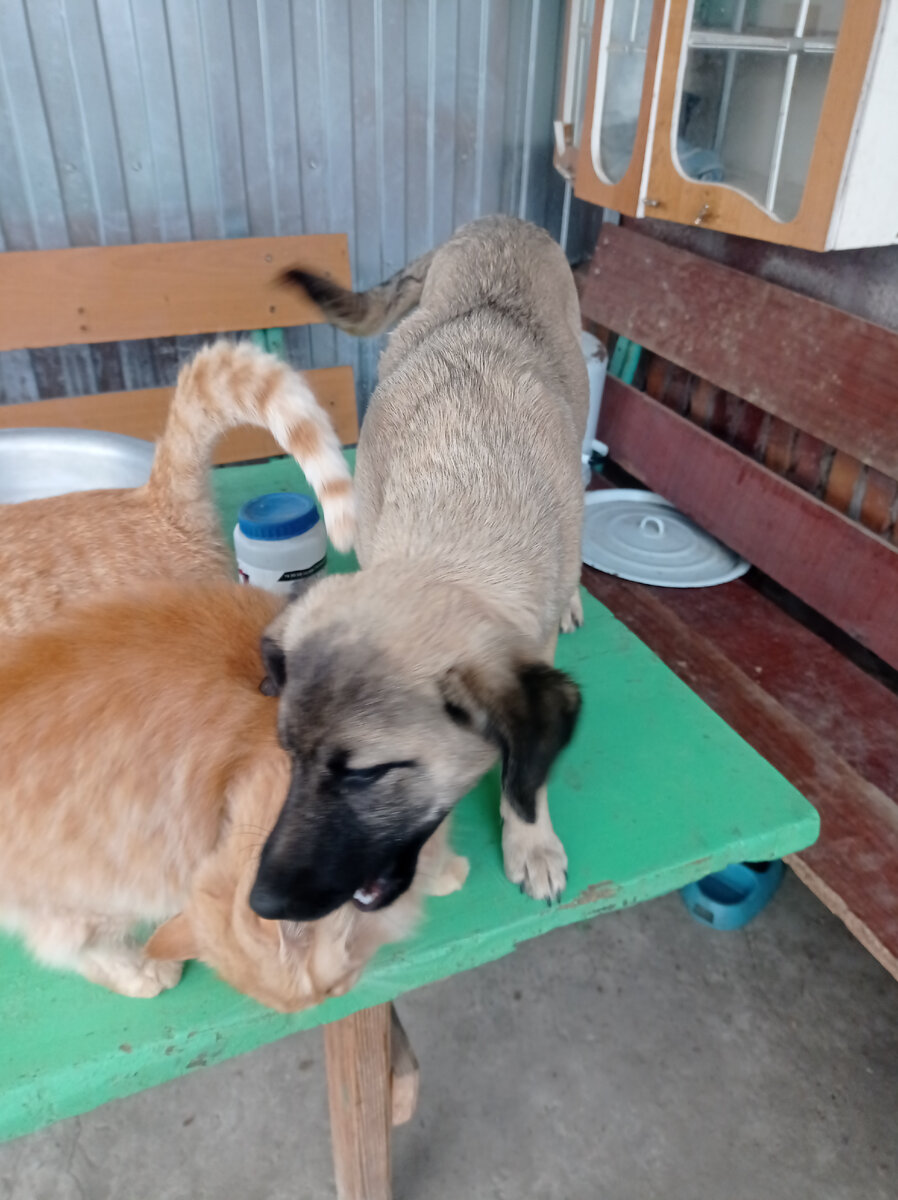 А тут Пальма объясняет Кузе, что жаловаться на неё маме не очень хорошая затея. Ухо кота не пострадало. 