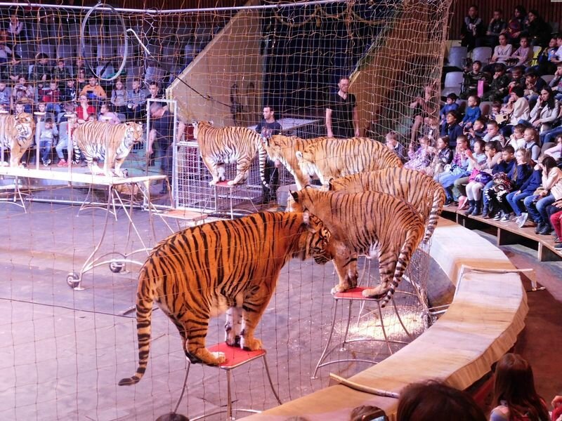 Волгоградский государственный цирк