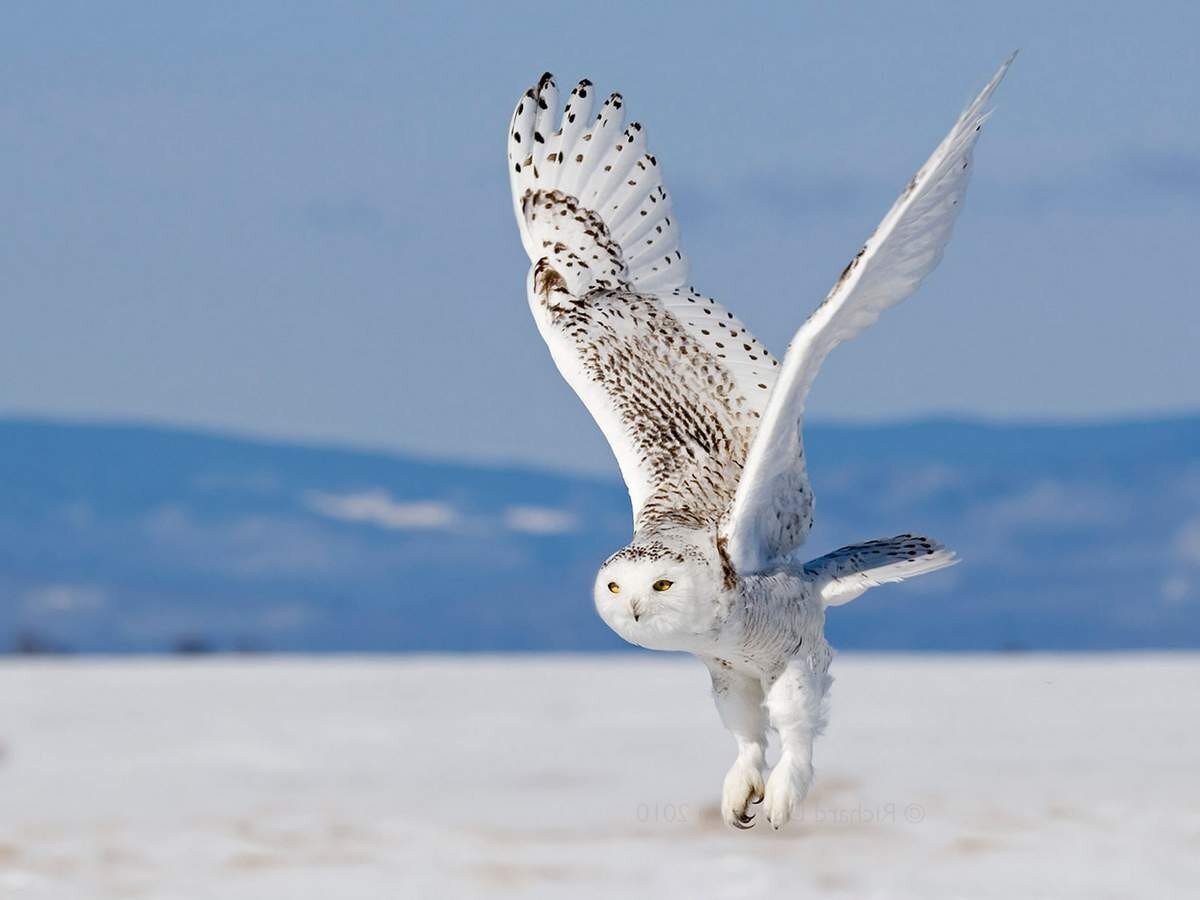 Белая сова (Bubo scandiacus, Nyctea scandiaca).